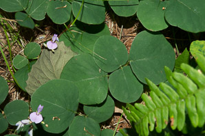 Desmodium rotundifolium (prostrate ticktrefoil, round-leaved trailing ticktrefoil, dollar leaf)