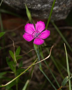 Dianthus deltoides (maiden pink)