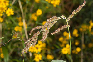 Echinochloa crus-galli (barnyard grass)