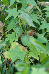 Echinocystis lobata (wild cucumber, balsam apple, prickly cucumber, wild balsam apple)