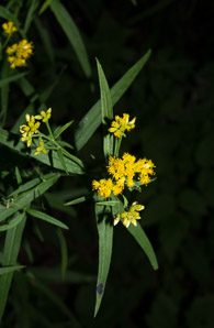 Euthamia graminifolia (flat-top goldentop, lance-leaved goldenrod, grass-leaved goldenrod, flat-topped goldentop)