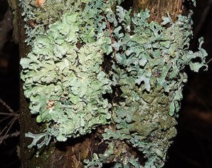 Flavoparmelia caperata (common greenshield, flavoparmelia lichen)