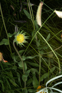 Gaillardia suavis (pincushion daisy, perfumeballs)