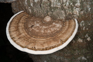 Ganoderma applanatum (artist’s polypore, artist’s conk)