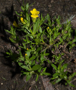Gratiola aurea (golden hedge-hyssop)