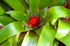 Guzmania lingulata (scarlet star, droophead tufted airplant)