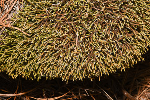 Hedwigia ciliata (white-tipped moss, fringed hoar-moss)