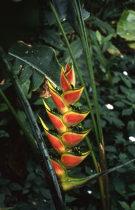Heliconia cv. (heliconia)