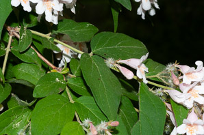 Kolkwitzia amabilis (beautybush)