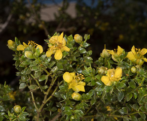 Larrea tridentata (creosote bush, chaparral)