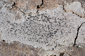 Lecanora oreinoides (sunken rim-lichen)
