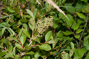 Lyonia ligustrina (maleberry)