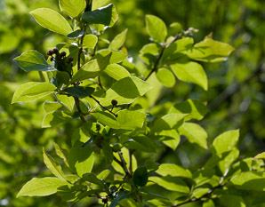 Lyonia ligustrina (maleberry)