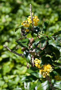 Mahonia aquifolium (oregon grape, hollyleaved barberry)