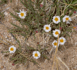 Monoptilon bellioides (Mojave desertstar, Mojave desert star, desert star)