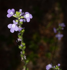 Nuttallanthus canadensis (blue toadflax, Canada toadflax)