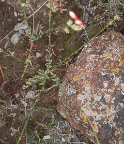 Oenothera coloradensis (New Mexico beeblossom)