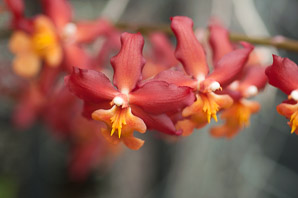 Oncidium ‘Red (Oncidium clonal hybrid)