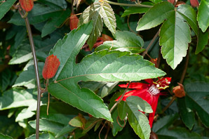 Passiflora coccinea (red passion vine, red passion flower)