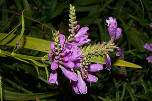 Physostegia virginiana (obedient plant, false dragonhead)