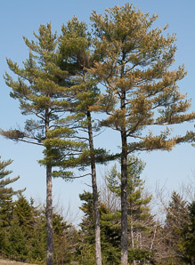Pinus strobus (Eastern white pine, white pine)