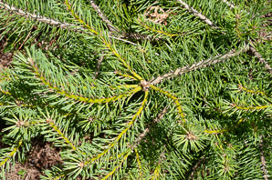 Pinus sylvestris (scotch pine)
