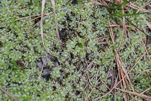 Plagiomnium cuspidatum (toothed plagiomnium moss)