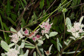 Pluchea rosea (rosy camphorweed, marsh fleabane, saltmarsh fleabane, scrubby camphorweed)
