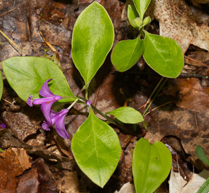 Polygala paucifolia (fringed polygala, gaywings, fringed milkwort)