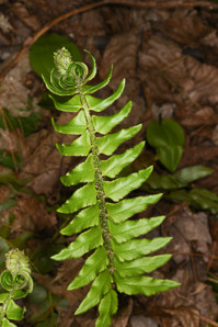Polystichum acrostichoides (Christmas fern)