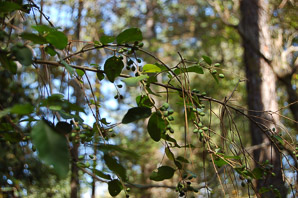 Populus deltoides (Eastern cottonwood)