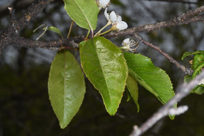 Prunus pensylvanica (bird cherry, fire cherry, pin cherry)