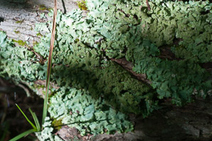 Punctelia rudecta (rough speckled shield, speckleback lichen)