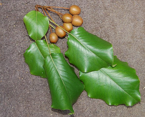 Pyrus calleryana (ornamental pear, Bradford pear)