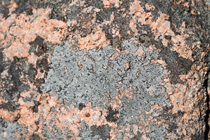 Rhizocarpon disporum (single-spored map lichen, map lichen)