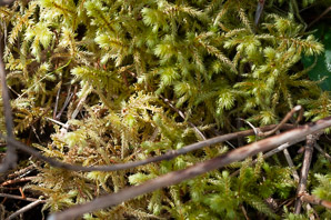 Rhytidiadelphus triquetrus (rough goose neck moss, electrified cat tail moss)