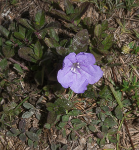 Ruellia caroliniensis (Carolina wild petunia, thickleaf wild petunia)