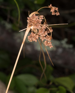 Scirpus cyperinus (brown woolly sedge, cottongrass bulrush, woolgrass, wool grass, common woolsedge)