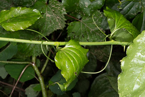 Smilax rotundifolia (common greenbrier)