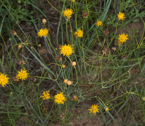 Thelesperma megapotamicum (Navajo tea, rayless greenthread)