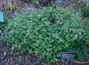 Thymus vulgaris (thyme, garden thyme)