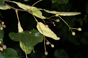 Tilia × (common linden, common lime)