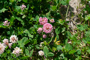 Trifolium hybridum (alsike clover)