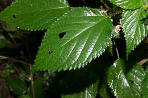 Urtica dioica (stinging nettle, common nettle)