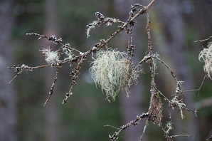 Usnea subfloridana (boreal beard lichen, beard lichen)