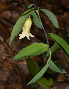 Uvularia sessilifolia (sessile bellwort, wild oats, sessile-leaved bellwort)