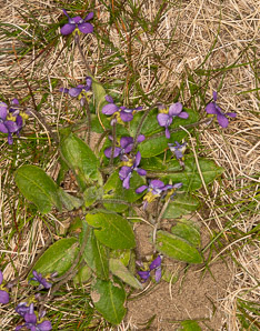 Viola sagittata (arrow-leaved violet, northern downy violet)