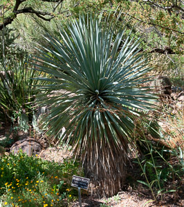 Yucca thompsoniana (beaked yucca, Thompson’s yucca)