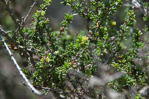 Adenostoma fasciculatum (chamise, greasewood)