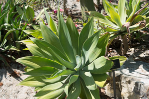 Agave attenuata (foxtail agave)